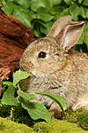 kleintierfotos kaninchen_-_zwergkaninchen