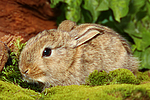 kleintierfotos kaninchen_-_zwergkaninchen
