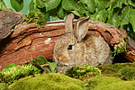 kleintierfotos kaninchen_-_zwergkaninchen