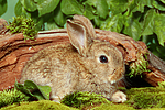 kleintierfotos kaninchen_-_zwergkaninchen