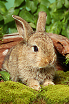 kleintierfotos kaninchen_-_zwergkaninchen