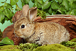 kleintierfotos kaninchen_-_zwergkaninchen