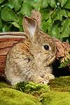 kleintierfotos kaninchen_-_zwergkaninchen