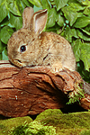 kleintierfotos kaninchen_-_zwergkaninchen