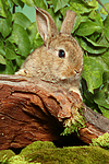 kleintierfotos kaninchen_-_zwergkaninchen