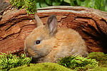 kleintierfotos kaninchen_-_zwergkaninchen