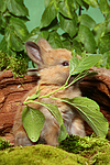 kleintierfotos kaninchen_-_zwergkaninchen
