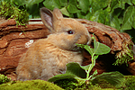 kleintierfotos kaninchen_-_zwergkaninchen