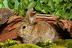 kleintierfotos kaninchen_-_zwergkaninchen