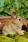 kleintierfotos kaninchen_-_zwergkaninchen