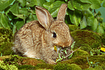 kleintierfotos kaninchen_-_zwergkaninchen