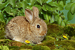 kleintierfotos kaninchen_-_zwergkaninchen