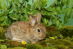 kleintierfotos kaninchen_-_zwergkaninchen