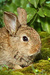 kleintierfotos kaninchen_-_zwergkaninchen
