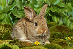 kleintierfotos kaninchen_-_zwergkaninchen