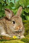 kleintierfotos kaninchen_-_zwergkaninchen