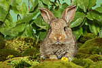 kleintierfotos kaninchen_-_zwergkaninchen