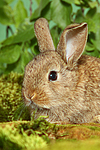 kleintierfotos kaninchen_-_zwergkaninchen
