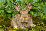 kleintierfotos kaninchen_-_zwergkaninchen