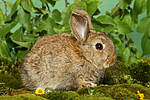 kleintierfotos kaninchen_-_zwergkaninchen