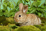 kleintierfotos kaninchen_-_zwergkaninchen