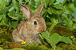 kleintierfotos kaninchen_-_zwergkaninchen