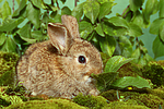 kleintierfotos kaninchen_-_zwergkaninchen