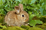 kleintierfotos kaninchen_-_zwergkaninchen