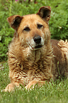 hundefotos hundefotos_mischling