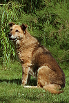 hundefotos hundefotos_mischling