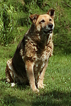 hundefotos hundefotos_mischling