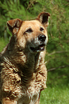 hundefotos hundefotos_mischling