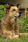 hundefotos hundefotos_mischling