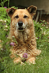 hundefotos hundefotos_mischling