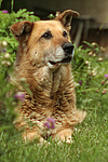 hundefotos hundefotos_mischling