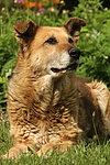 hundefotos hundefotos_mischling