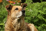hundefotos hundefotos_mischling