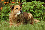 hundefotos hundefotos_mischling