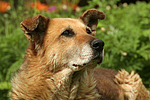 hundefotos hundefotos_mischling