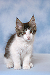 katzenfotos maine_coon