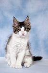 katzenfotos maine_coon