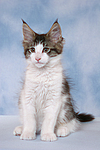 katzenfotos maine_coon
