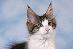 katzenfotos maine_coon