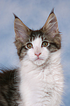 katzenfotos maine_coon