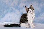 katzenfotos maine_coon