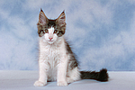 katzenfotos maine_coon