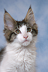 katzenfotos maine_coon