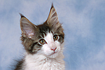 katzenfotos maine_coon