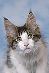 katzenfotos maine_coon