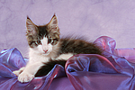 katzenfotos maine_coon